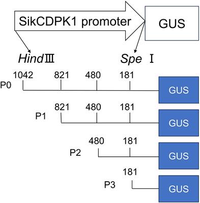 Identification of SikCDPK family genes to low-temperature by RNA-seq approaches and functional analysis of SikCDPK1 in Saussurea involucrata (Kar. & Kir.)